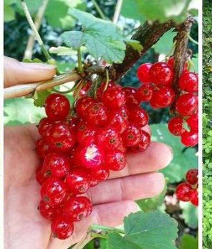 garden pesticides. de neem two organic non toxic pesticides for your home garden, gardening, go green garden c